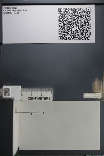 Media type: image; Entomology 511405